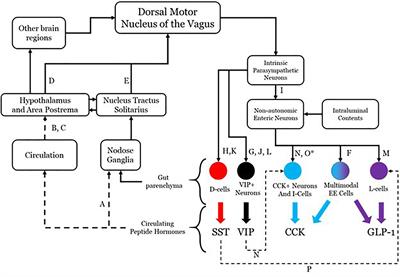 Conceptualization of a Parasympathetic Endocrine System